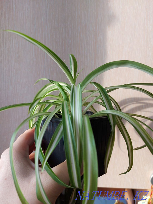 Chlorophytum curly Petropavlovsk - photo 1