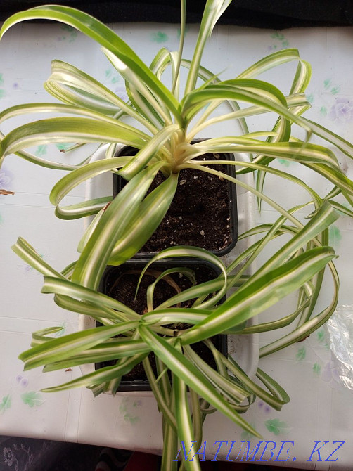 Chlorophytum curly Petropavlovsk - photo 3
