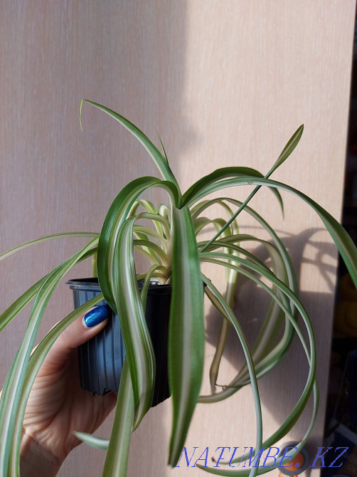 Chlorophytum curly Petropavlovsk - photo 2