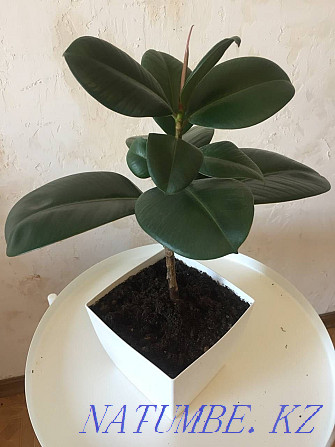Ficus in a white pot Almaty - photo 1