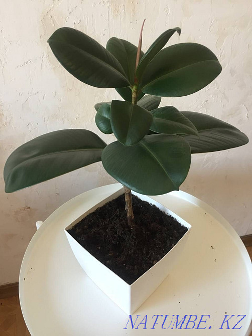 Фикус в белом горшке Алматы - изображение 1
