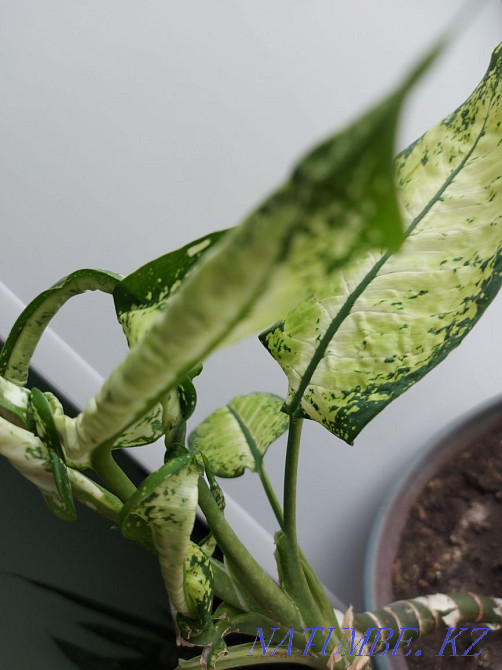 dieffenbachia flower Petropavlovsk - photo 1