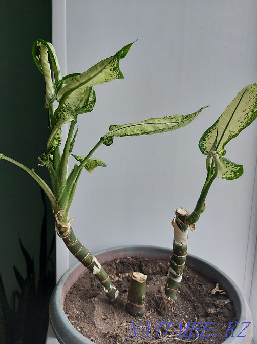 dieffenbachia flower Petropavlovsk - photo 2