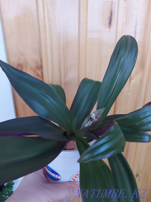 reo beautiful flower Petropavlovsk - photo 1