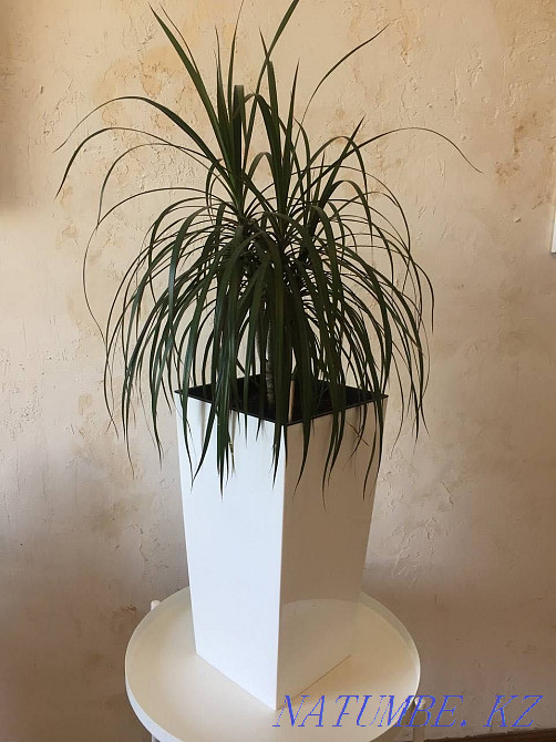 Драцена в горшке Алматы - изображение 1