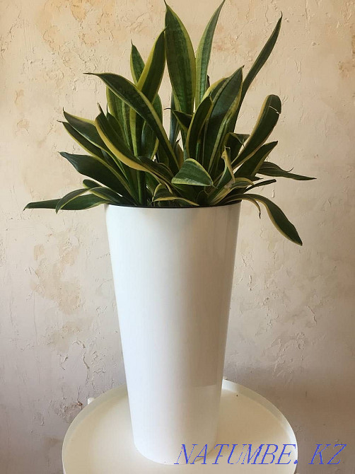 Сансевиерия с горшком Алматы - изображение 1