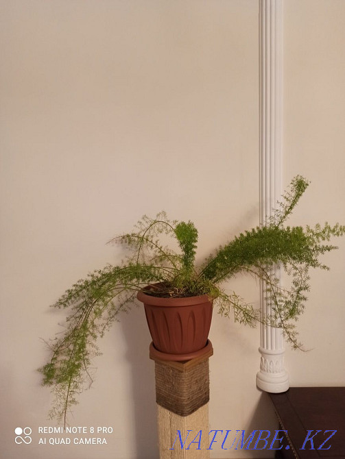 Аспарагус. . Астана - изображение 1