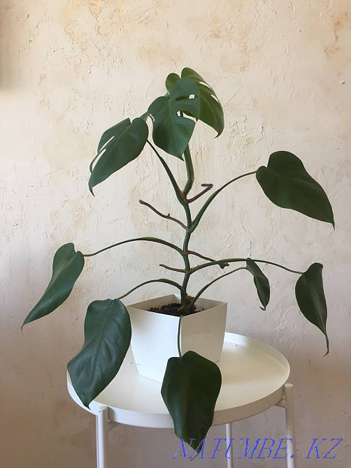 Монстера с горшком Алматы - изображение 1
