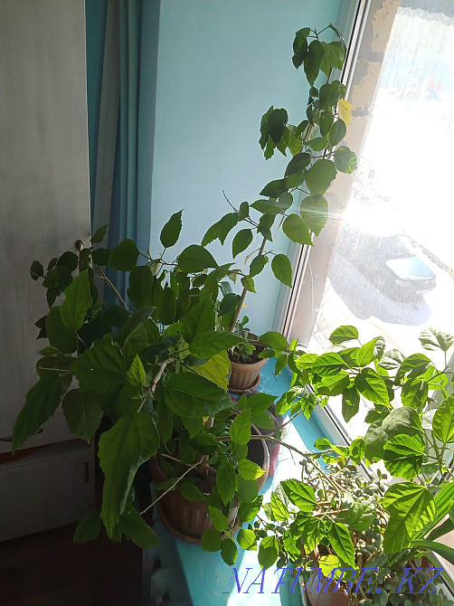 Цветы на продажу, разные Караганда - изображение 3