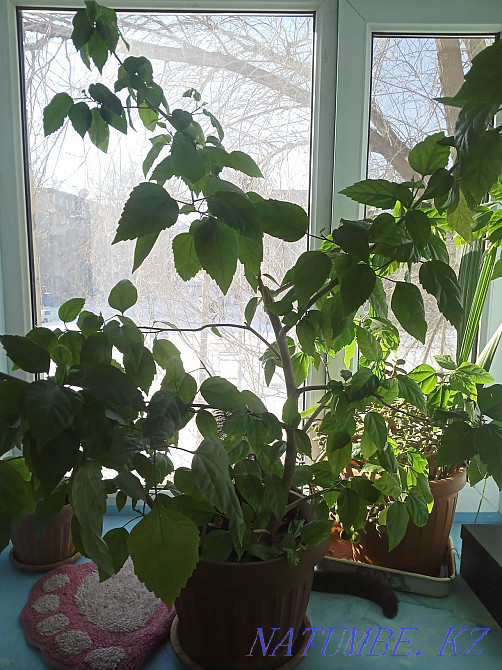 Цветы на продажу, разные Караганда - изображение 6