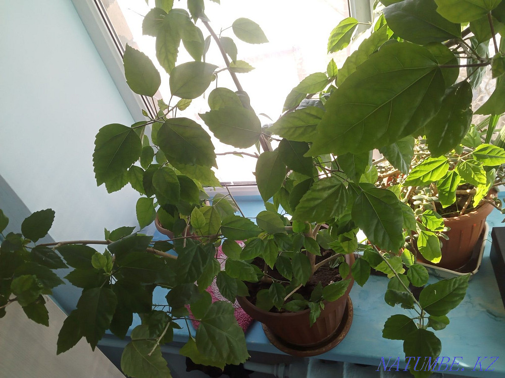 Цветы на продажу, разные Караганда - изображение 5