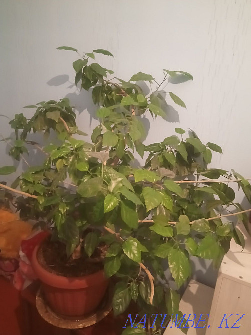 Цветы на продажу, разные Караганда - изображение 8