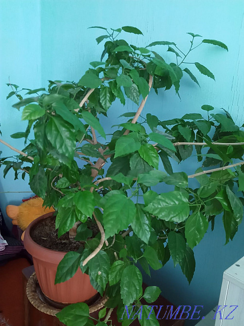 Цветы на продажу, разные Караганда - изображение 1