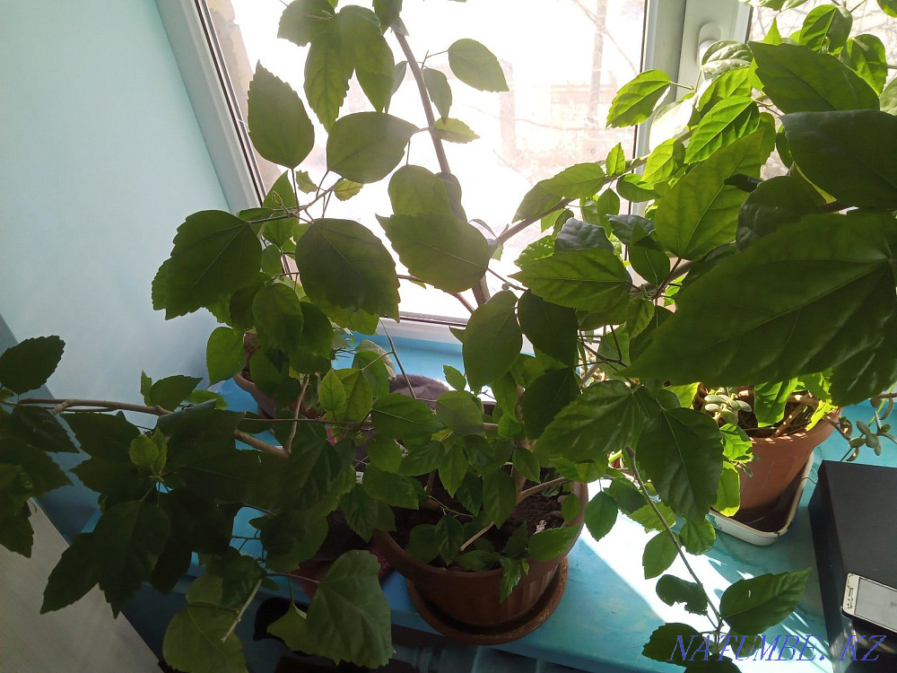 Цветы на продажу, разные Караганда - изображение 4