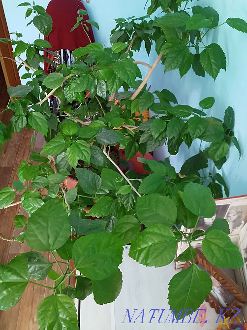 Цветы на продажу, разные Караганда - изображение 7