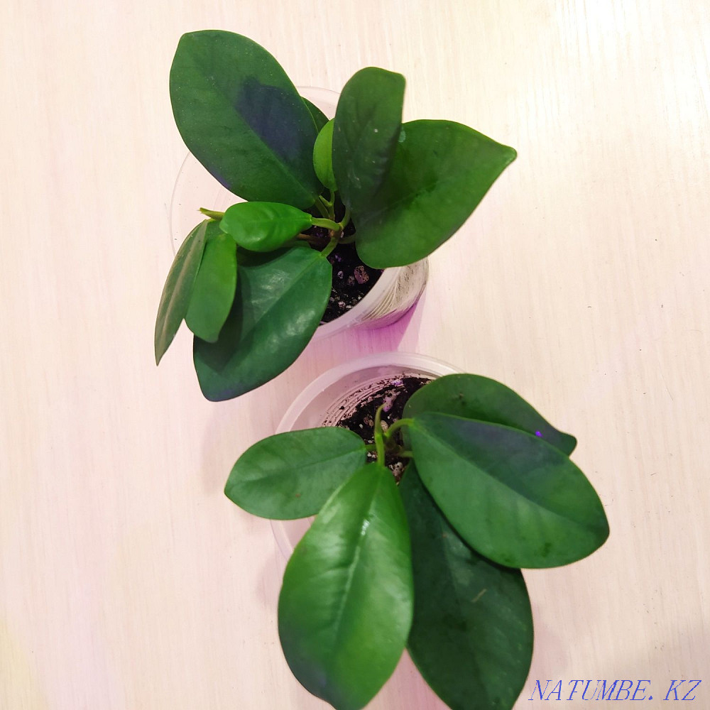 Ficus Moklamé cuttings for sale Karagandy - photo 2