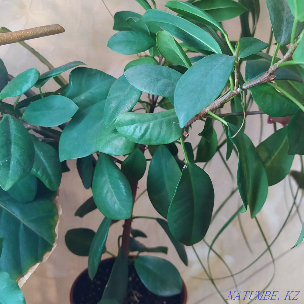 Ficus Moklamé cuttings for sale Karagandy - photo 1
