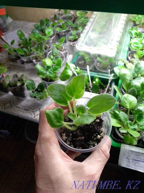 Children of varietal violets Petropavlovsk - photo 8