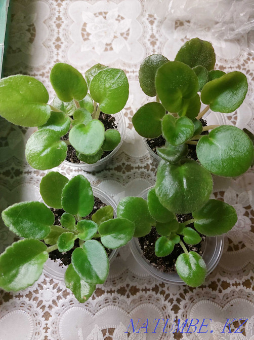 Children of varietal violets Petropavlovsk - photo 3