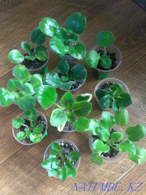 Children of varietal violets Petropavlovsk - photo 7