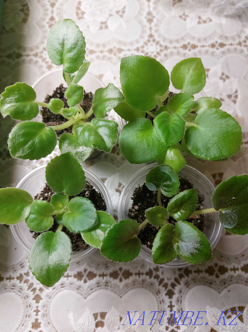 Children of varietal violets Petropavlovsk - photo 2