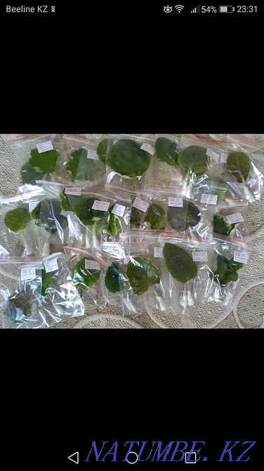 Children of varietal violets Petropavlovsk - photo 6