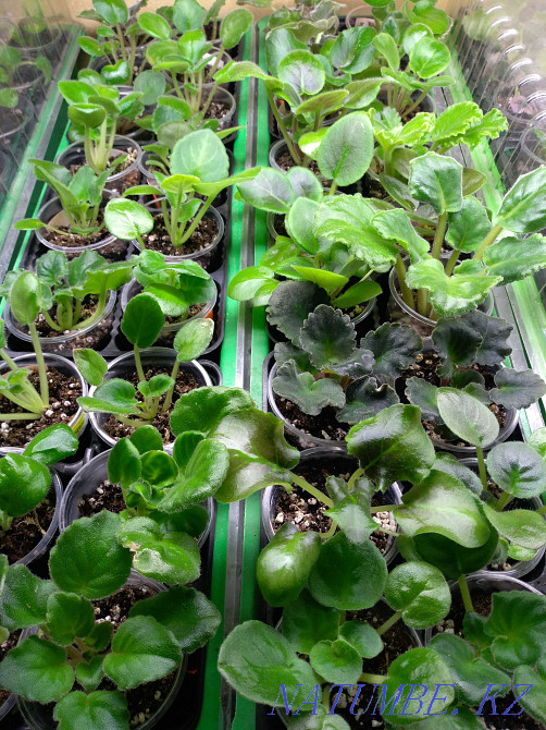 Children of varietal violets Petropavlovsk - photo 5