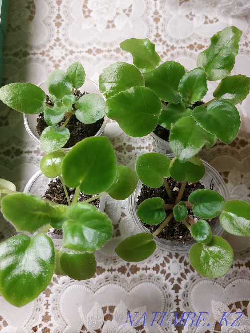 Children of varietal violets Petropavlovsk - photo 1