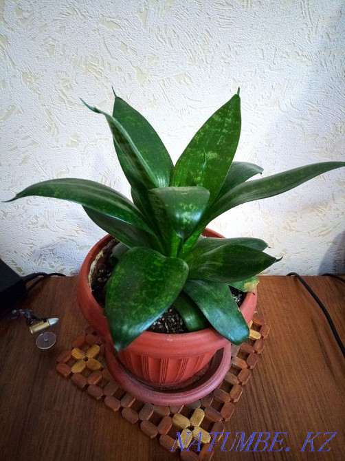 Цветы комнатные ухоженные Алматы - изображение 5