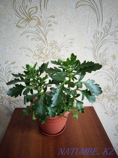 Цветы комнатные ухоженные Алматы - изображение 2