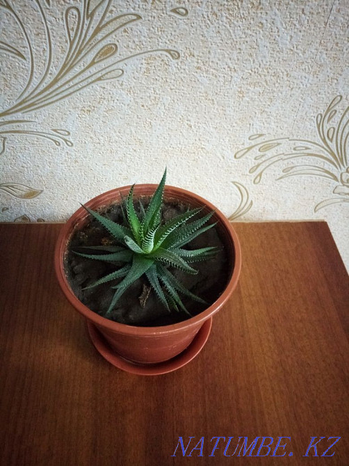 Цветы комнатные ухоженные Алматы - изображение 3