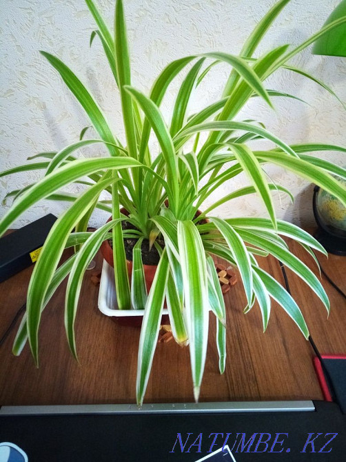 Цветы комнатные ухоженные Алматы - изображение 4