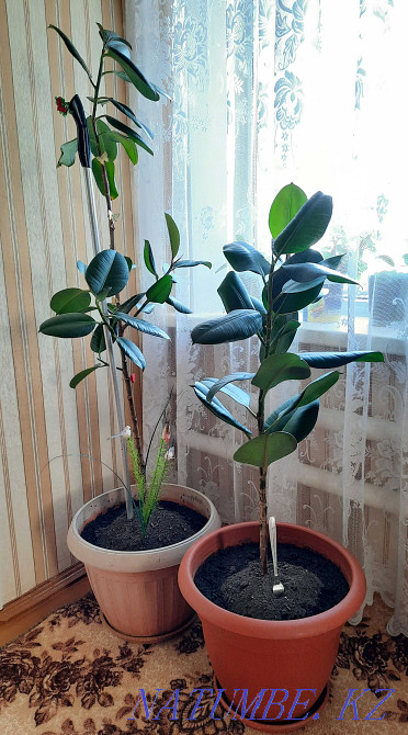 Напольные комнатные цветы Костанай - изображение 1