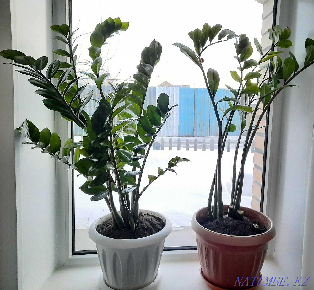 Напольные комнатные цветы Костанай - изображение 2