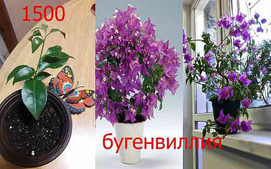 Цветы комнатные Петропавловск