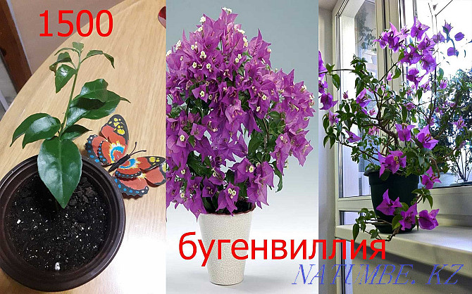 Цветы комнатные Петропавловск - изображение 3