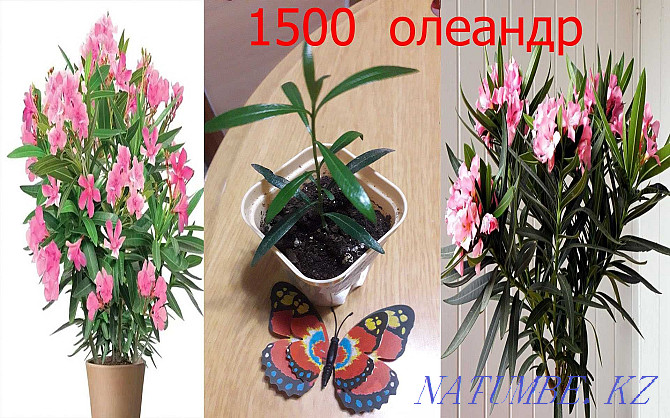 Цветы комнатные Петропавловск - изображение 5