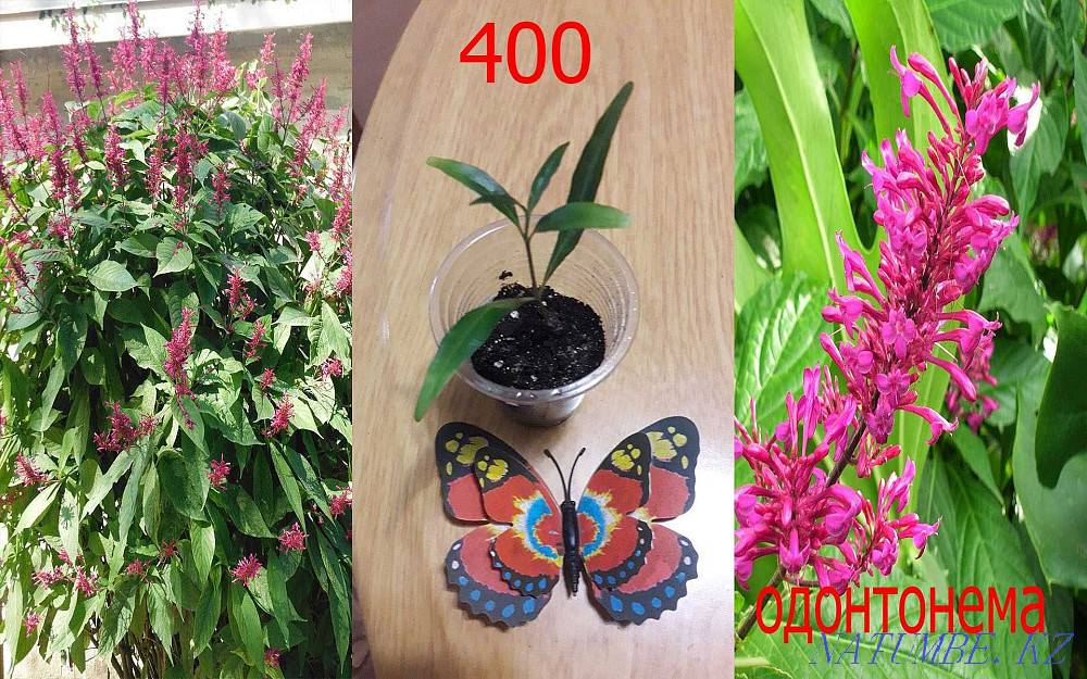 Indoor flowers Petropavlovsk - photo 4