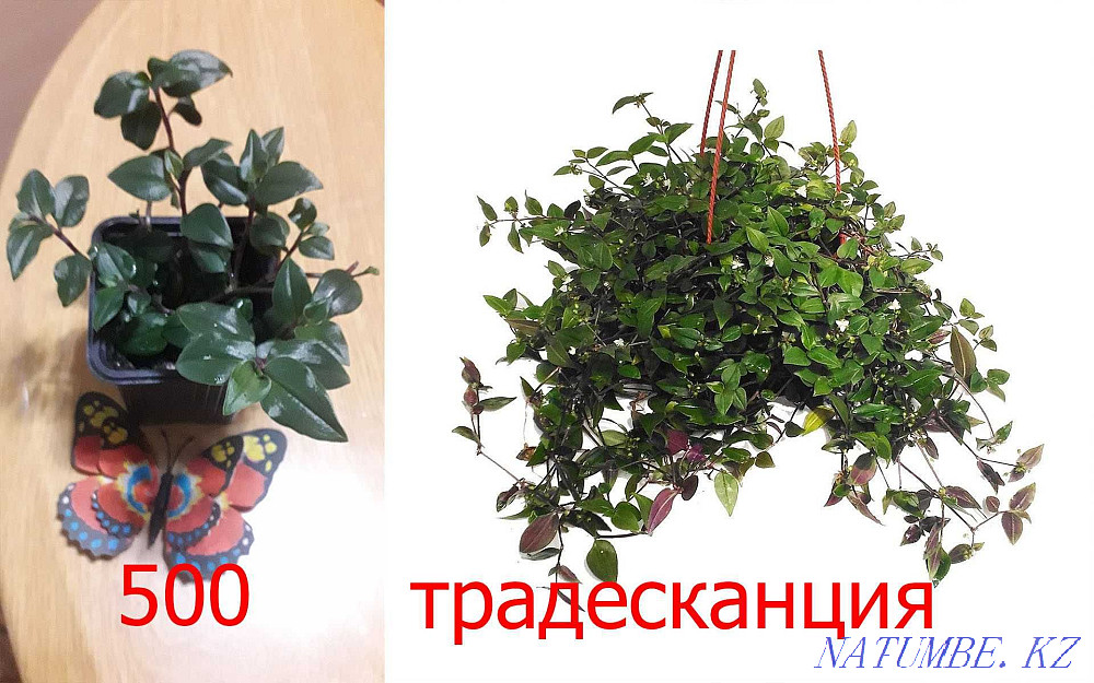 Indoor flowers Petropavlovsk - photo 6