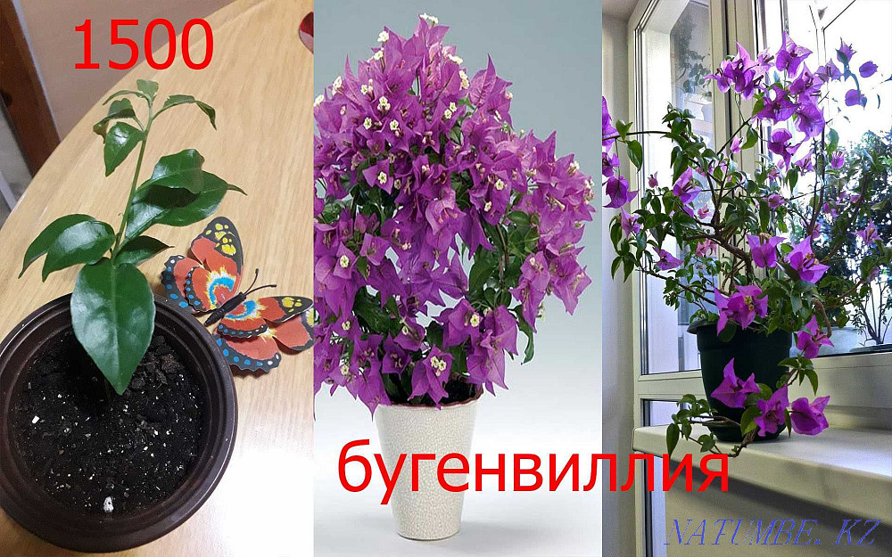 Indoor flowers Petropavlovsk - photo 3