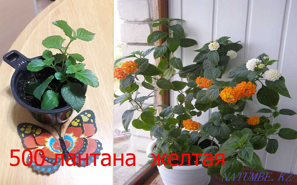 Indoor flowers Petropavlovsk - photo 7