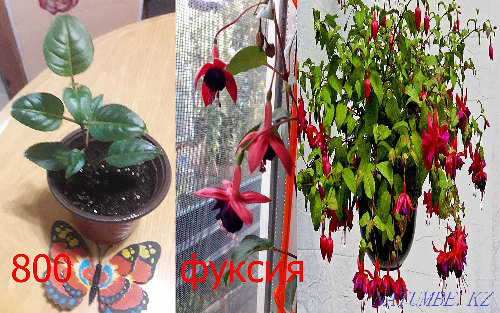 Indoor flowers Petropavlovsk - photo 1