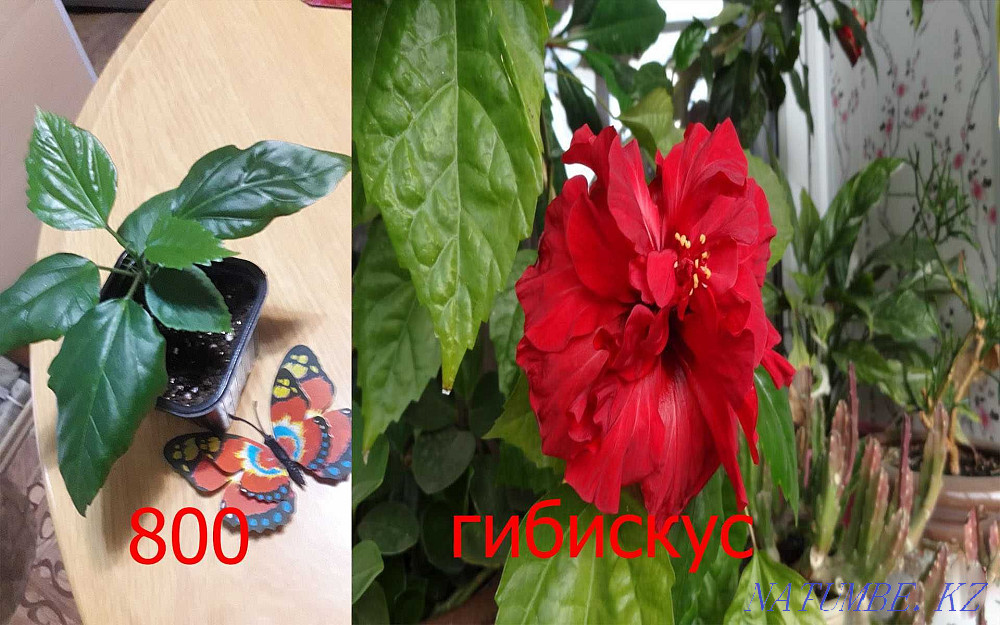 Indoor flowers Petropavlovsk - photo 8