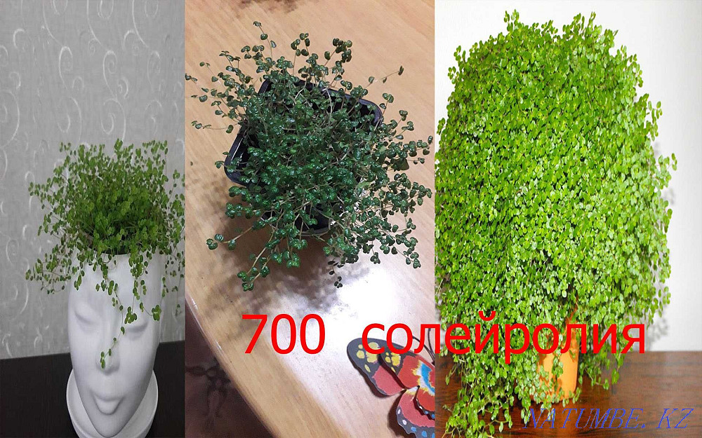 Indoor flowers Petropavlovsk - photo 2