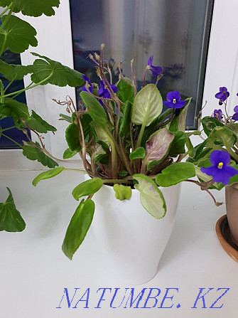 Indoor flowers in excellent condition Kostanay - photo 5
