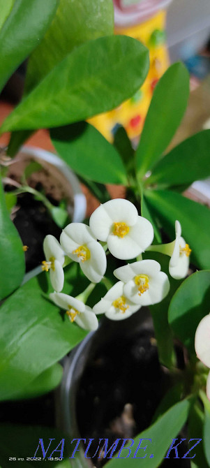 Цветы домашние...  - изображение 3