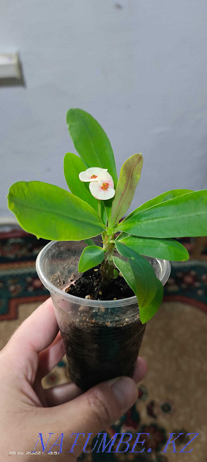 Цветы домашние...  - изображение 1