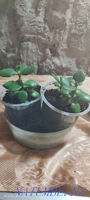 Цветы домашние...  - изображение 5