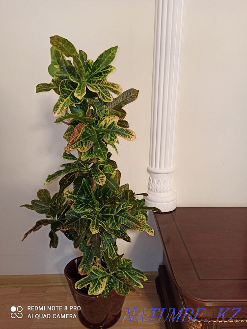 Croton. . Белоярка - photo 1