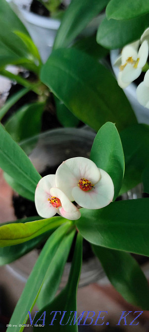 Цветы домашние...  - изображение 4